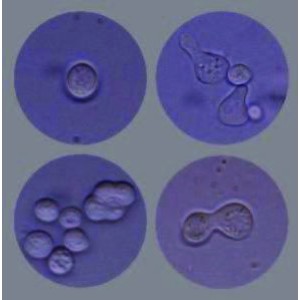 Introduction to the Yeast Life Cycle Lab Activity